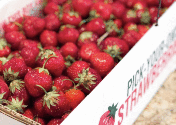 Our Favourite Strawberry Recipes